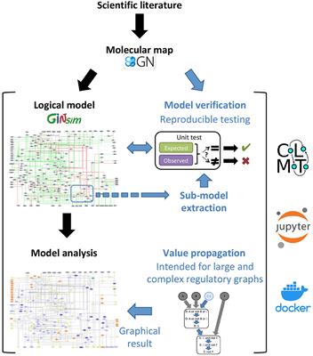 Computational Verification of Large Logical Models—Application to the Prediction of T Cell Response to Checkpoint Inhibitors